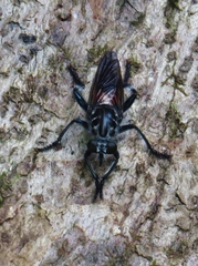Andrenosomatini