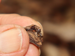 Metademius floccosus