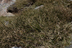 Chionochloa crassiuscula