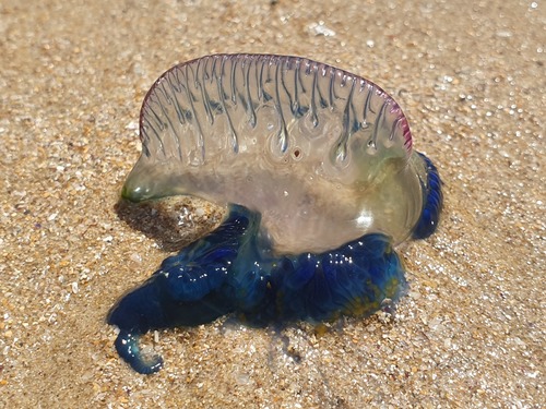 photo of Portuguese Man O' War (Physalia physalis)