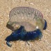 photo of Portuguese Man O' War (Physalia physalis)