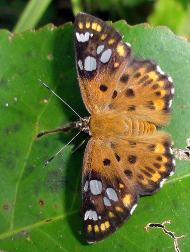 Coladenia indrani