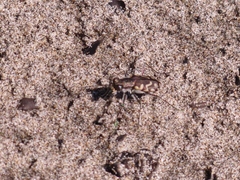 Cicindela carthagena