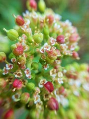 Euphorbia tomentulosa