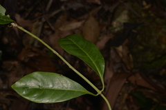 Coelospermum paniculatum