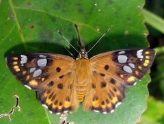 Coladenia indrani uposathra