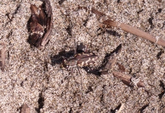 Cicindela carthagena