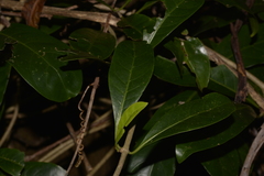 Coelospermum paniculatum