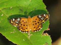 Coladenia indrani uposathra