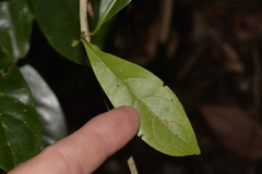 Coelospermum paniculatum