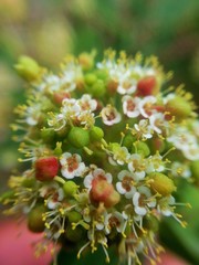 Euphorbia tomentulosa
