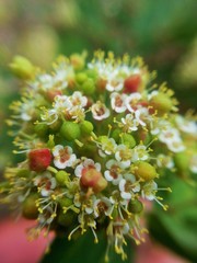 Euphorbia tomentulosa
