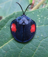 Discomorpha distincta