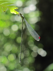 Mecistogaster modesta