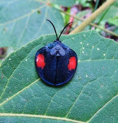 Discomorpha distincta