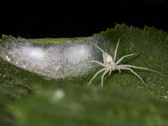Philodromus longipalpis