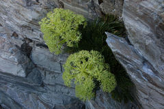 Aciphylla divisa