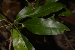 Croton verreauxii
