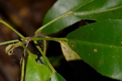 Croton verreauxii