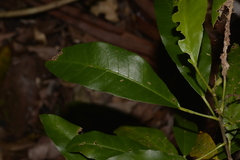 Croton verreauxii
