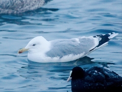 Larus argentatus