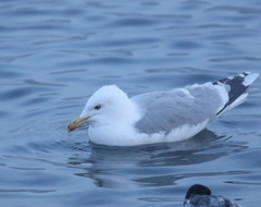 Larus argentatus