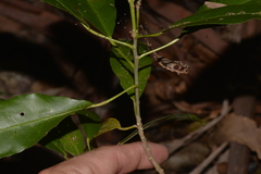 Croton verreauxii