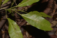 Croton verreauxii