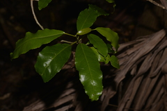 Croton verreauxii