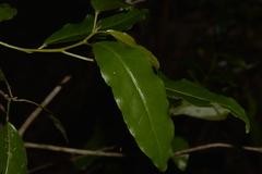 Croton verreauxii