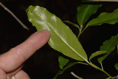 Croton verreauxii