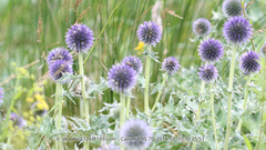 Echinops davuricus