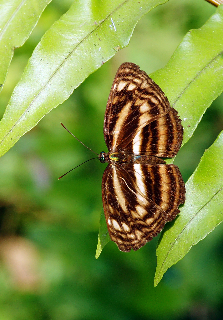 Lasippa monata