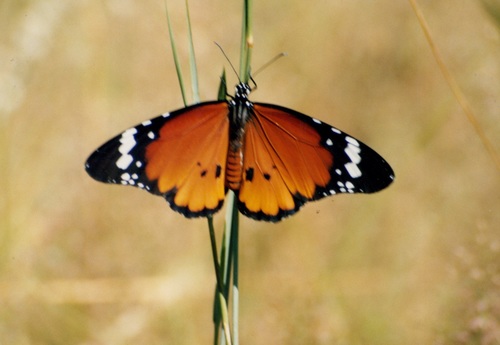 African Plain Tiger
