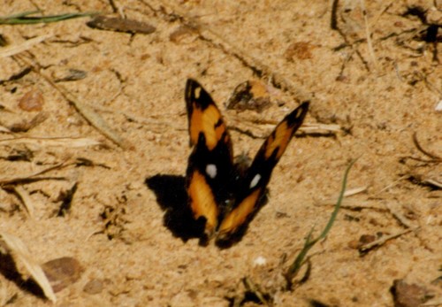 African Yellow Pansy