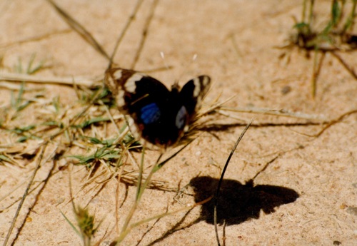 Blue-spot Pansy
