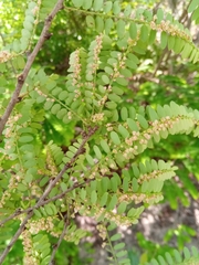 Phyllanthus casticum