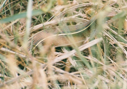 Eastern Black-lined Plated Lizard