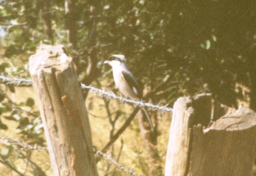 Lesser Grey Shrike