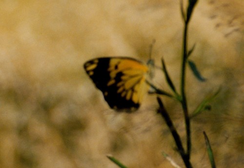 Southern African Caper White
