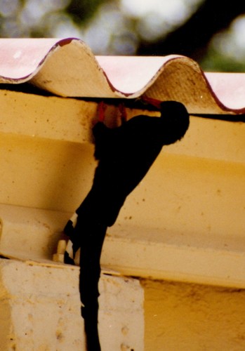 Green Woodhoopoe