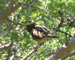 Passerella iliaca schistacea