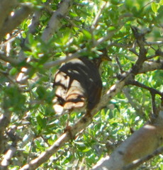 Passerella iliaca schistacea