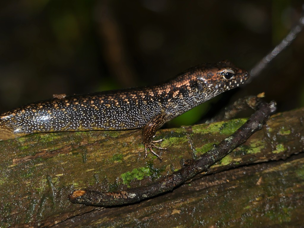 Blue-Speckled Forest-Skink