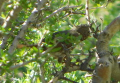 Passerella iliaca schistacea