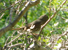 Passerella iliaca schistacea