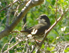Passerella iliaca schistacea