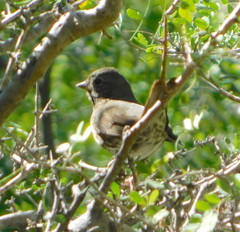 Passerella iliaca schistacea