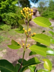 Salacia