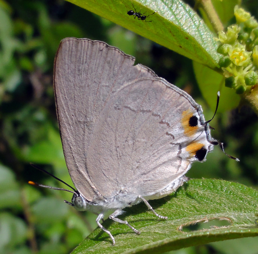 Silver Royal